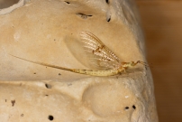 *(17100) Une femelle phmre adulte (phmroptre - Ephemeridae - Ephemera glaucops)